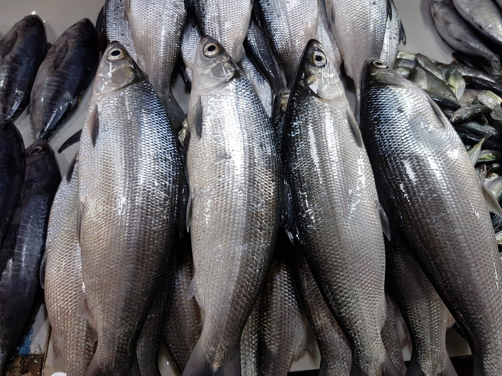 Inihaw na Bangus photo